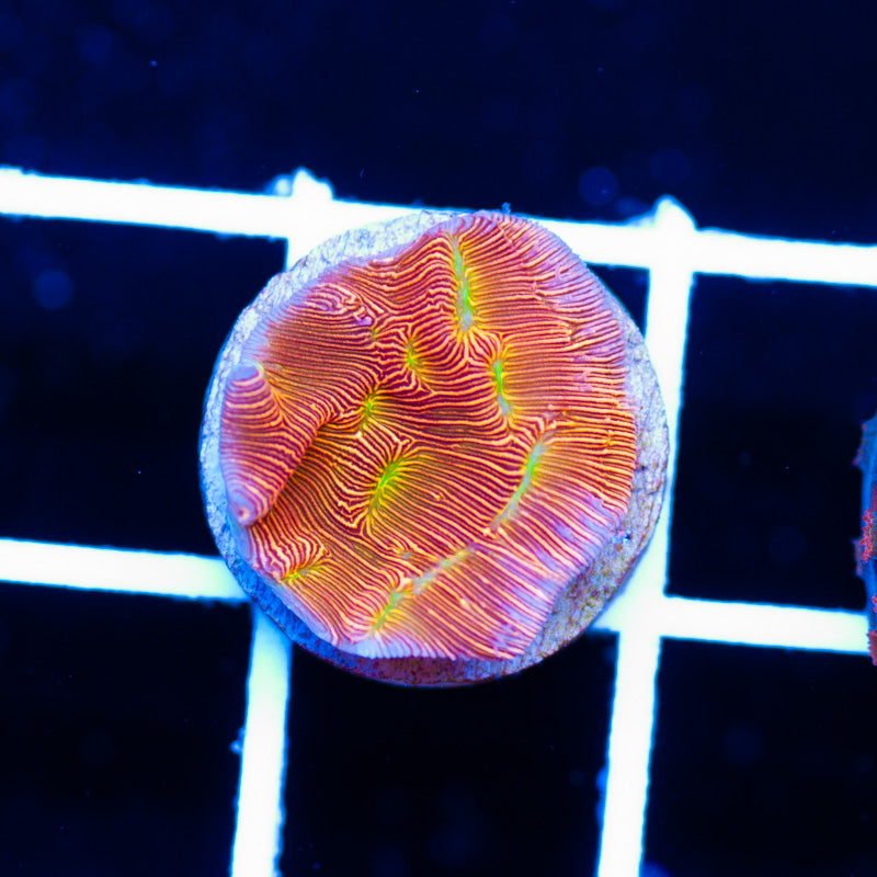 JF Jack O Lantern Leptoseris
