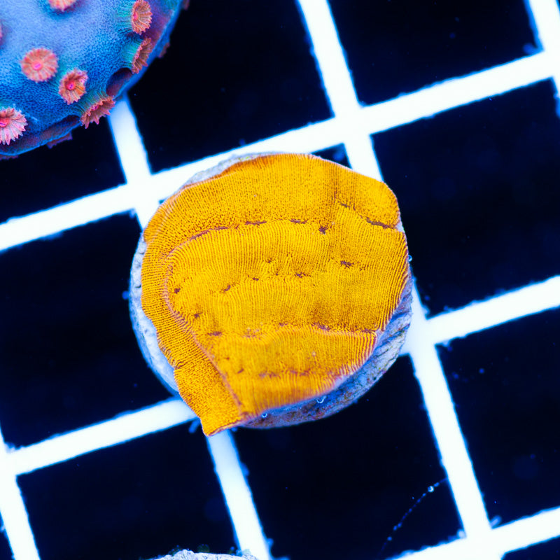 CC Tangerine Leptoseris