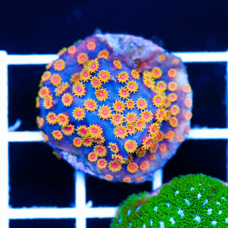 WWC Bizarro Cyphastrea