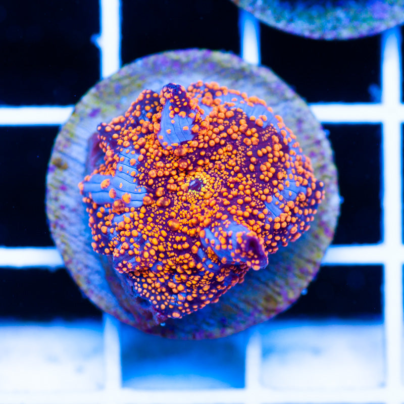 Aussie Interstellar Mushroom