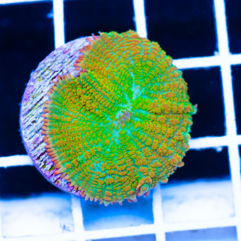 Tequila Sunrise Mushroom1