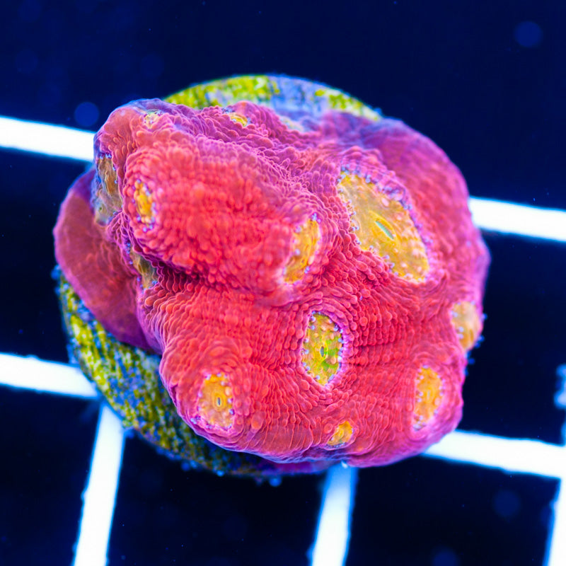 Bahama Mama Chalice