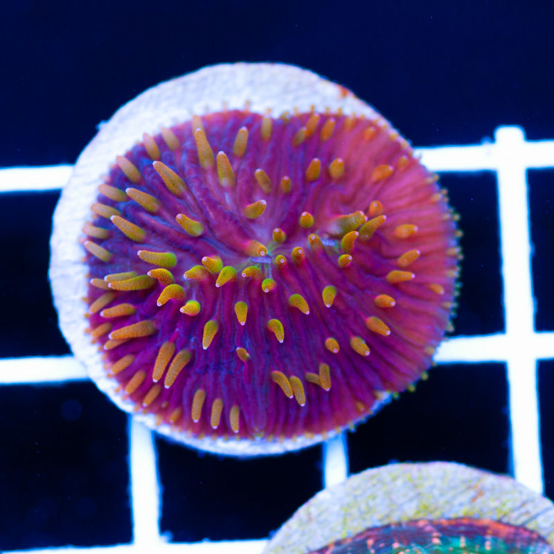CC Flame Tip Diaseris Plate