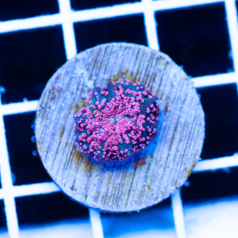 CC Pink Interstellar Disco