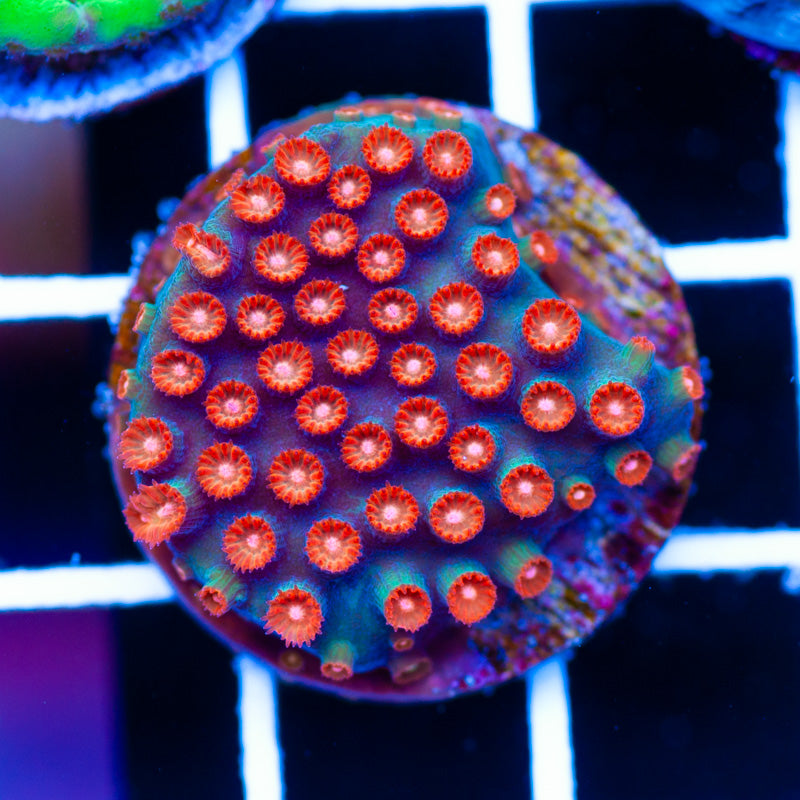 JF Jingle Bells Cyphastrea