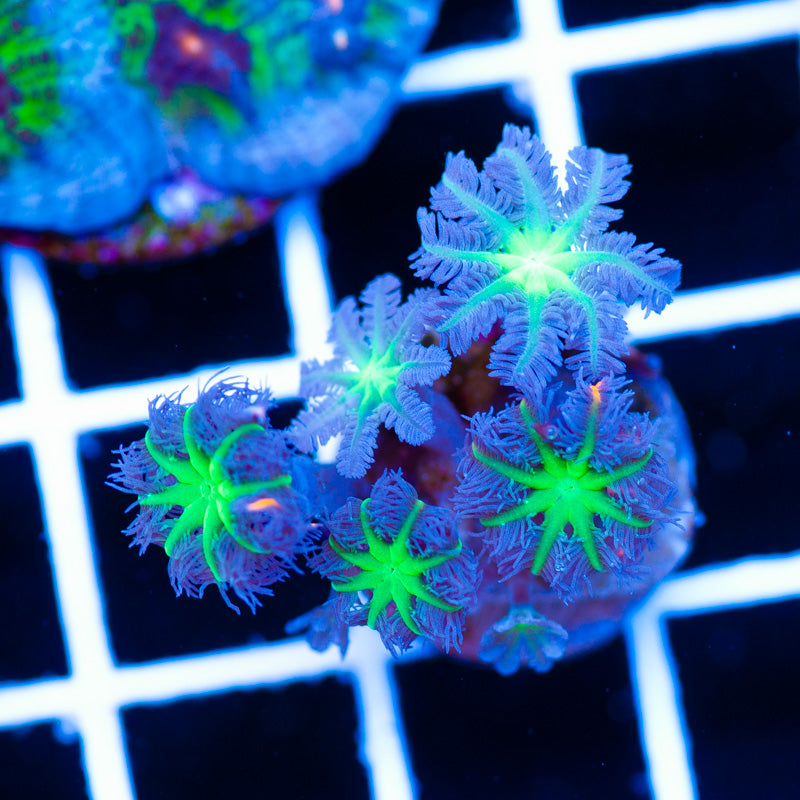 Alieneye Cloves