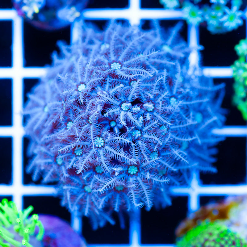 Snowflake Pipe Organ