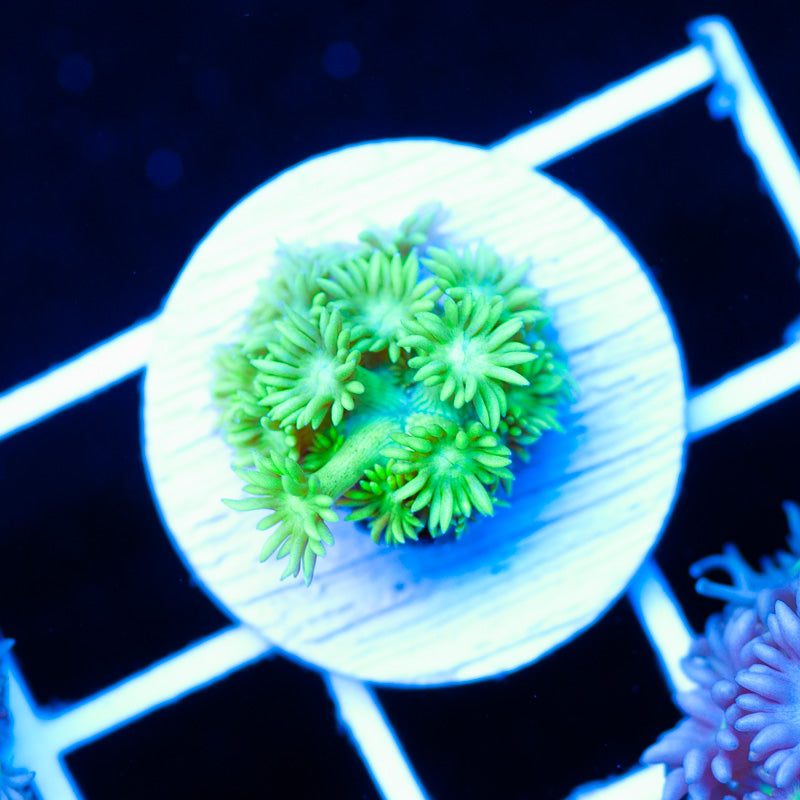 Lemon Lime Goniopora