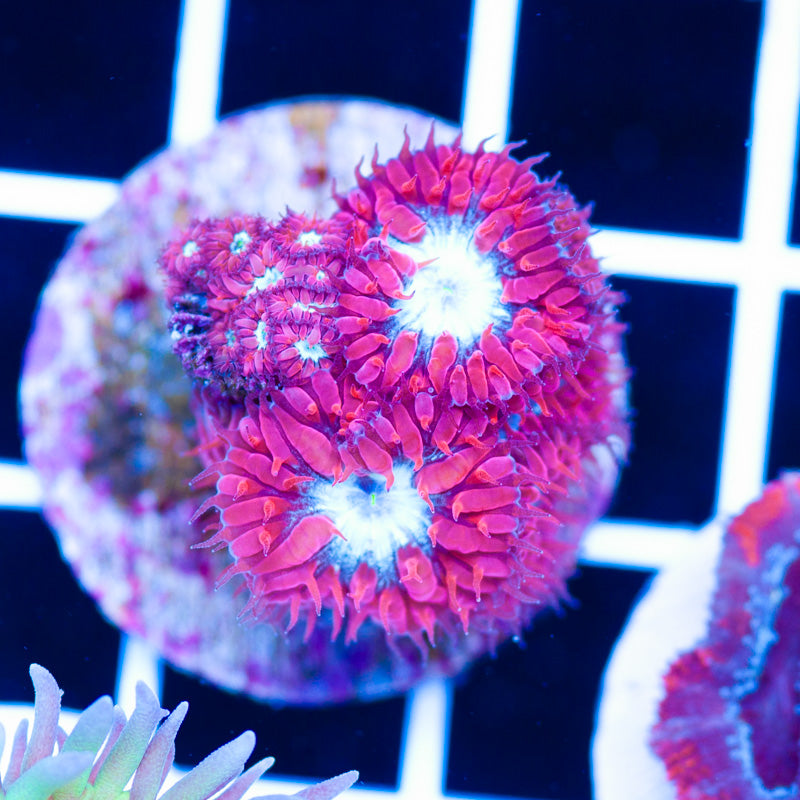 CC Fire and Ice Blasto