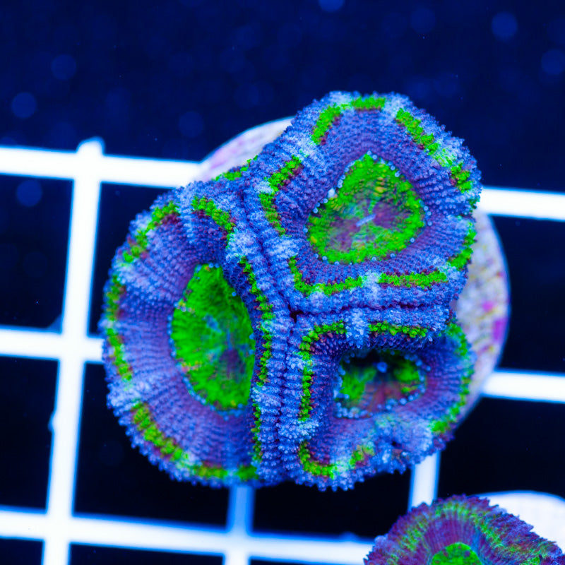 Blue Lagoon Acan