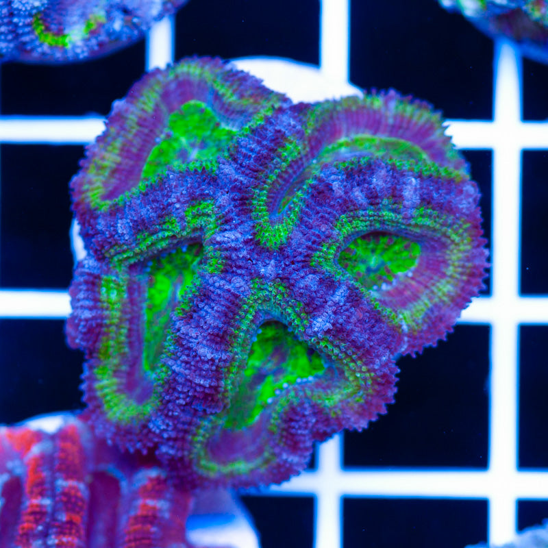 Awesome Aussie Acan #1