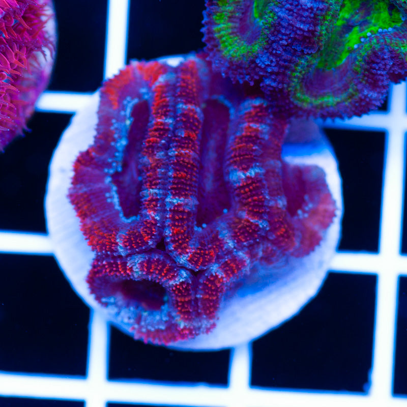 Ruby Ring Acan