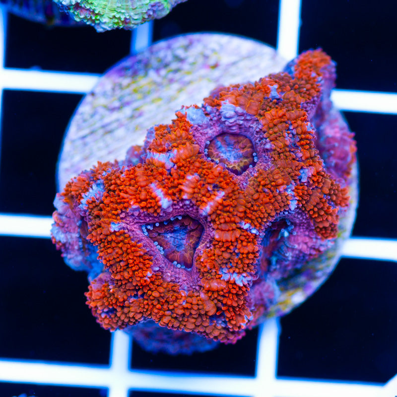 Strawberry Shortcake Acan