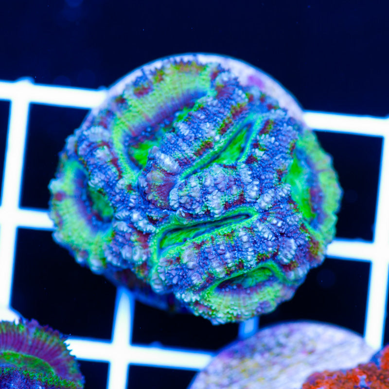 Teal Tasmania Acan