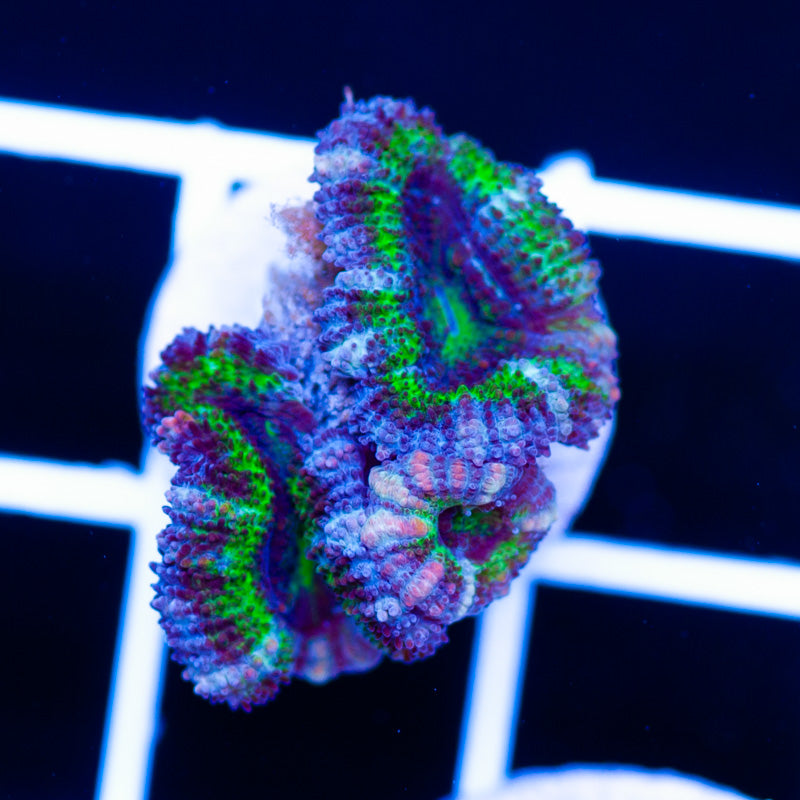 Awesome Aussie Acan #2
