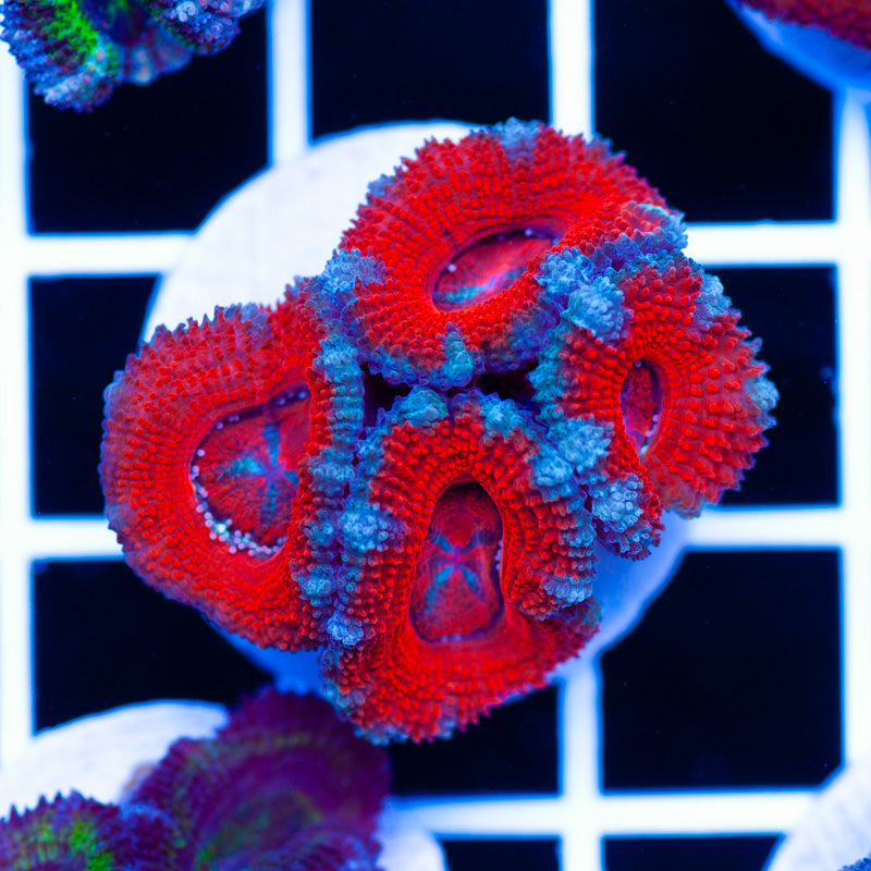 Awesome Aussie Acan #3
