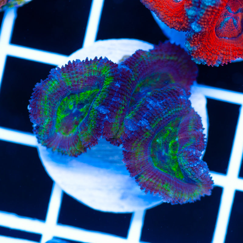 Awesome Aussie Acan #4