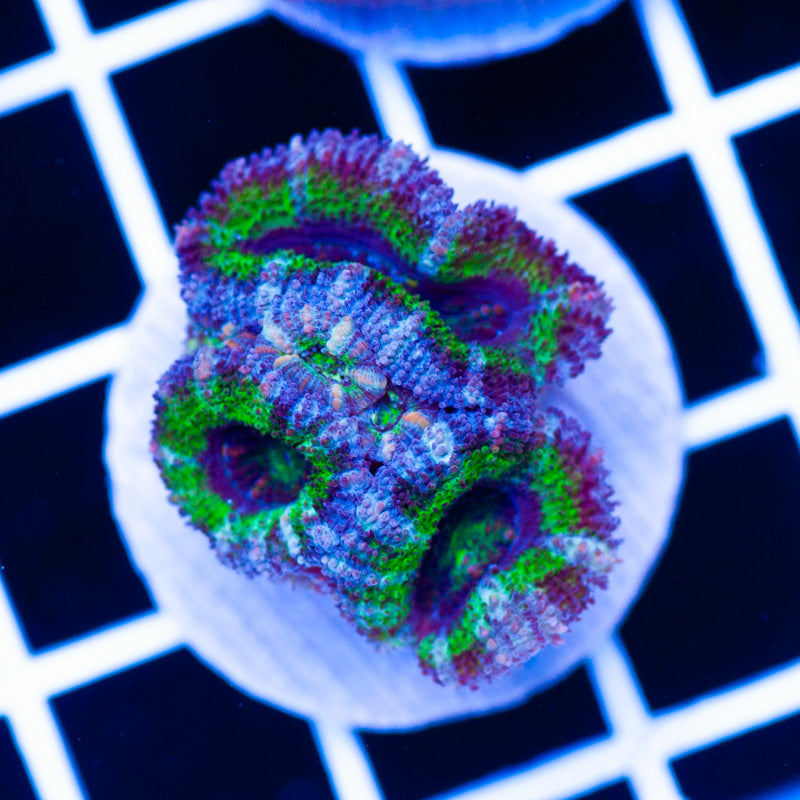 Dark Matter Acan