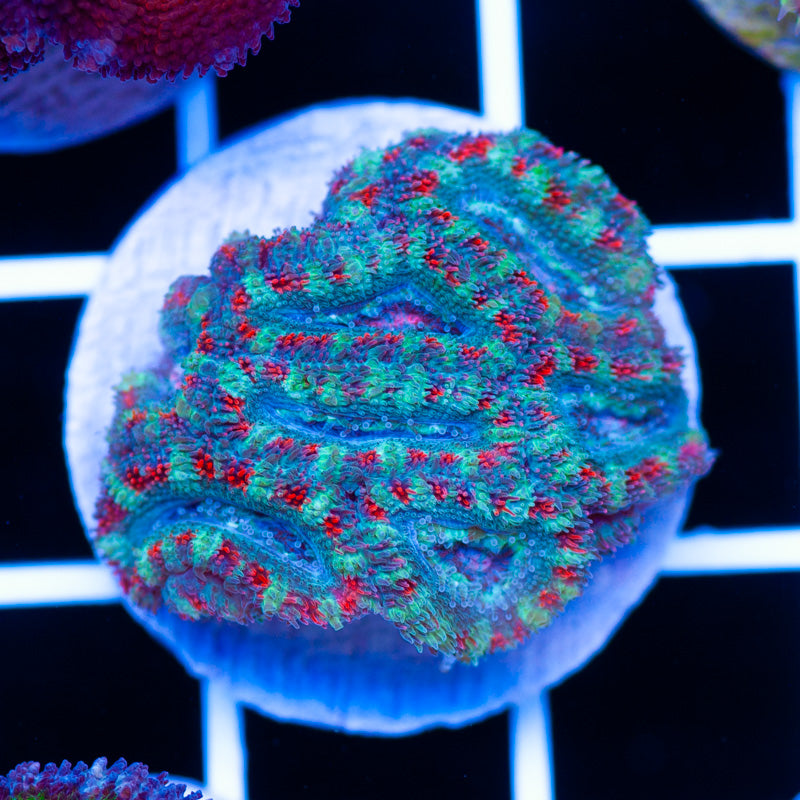 Big Top Acan