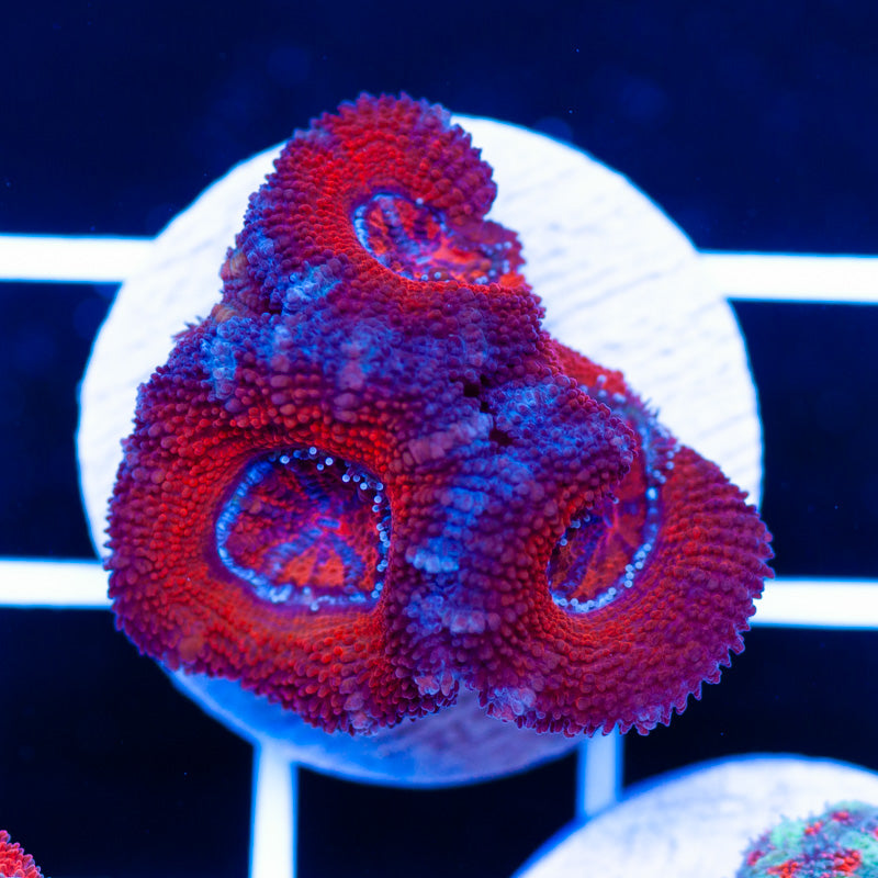 Red Embers Acan
