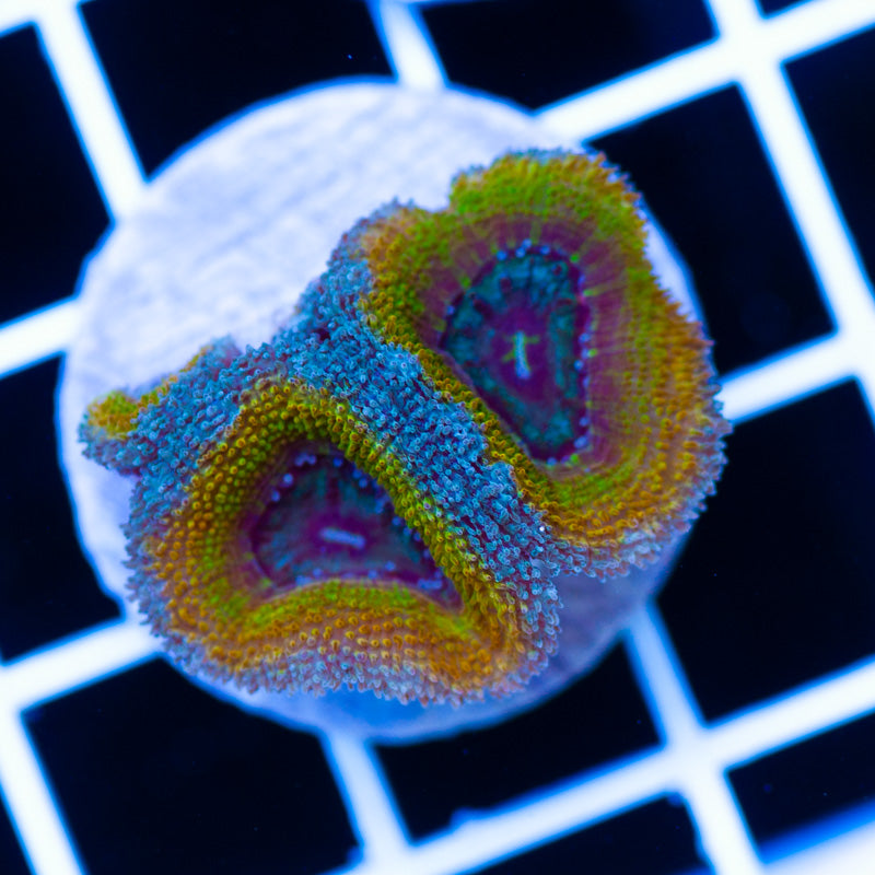 Golddigger Acan
