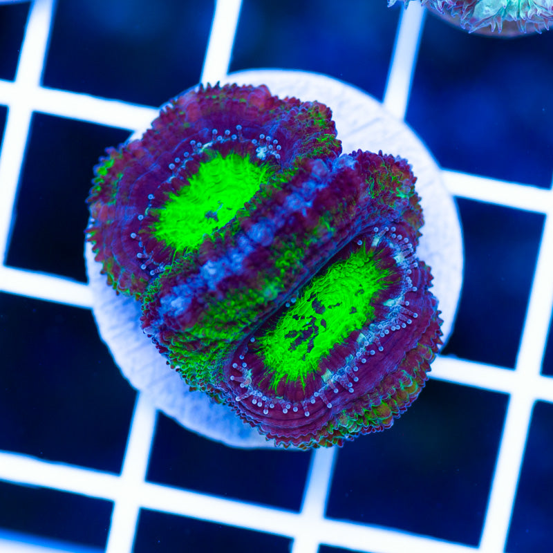 Manhattan Project Acan