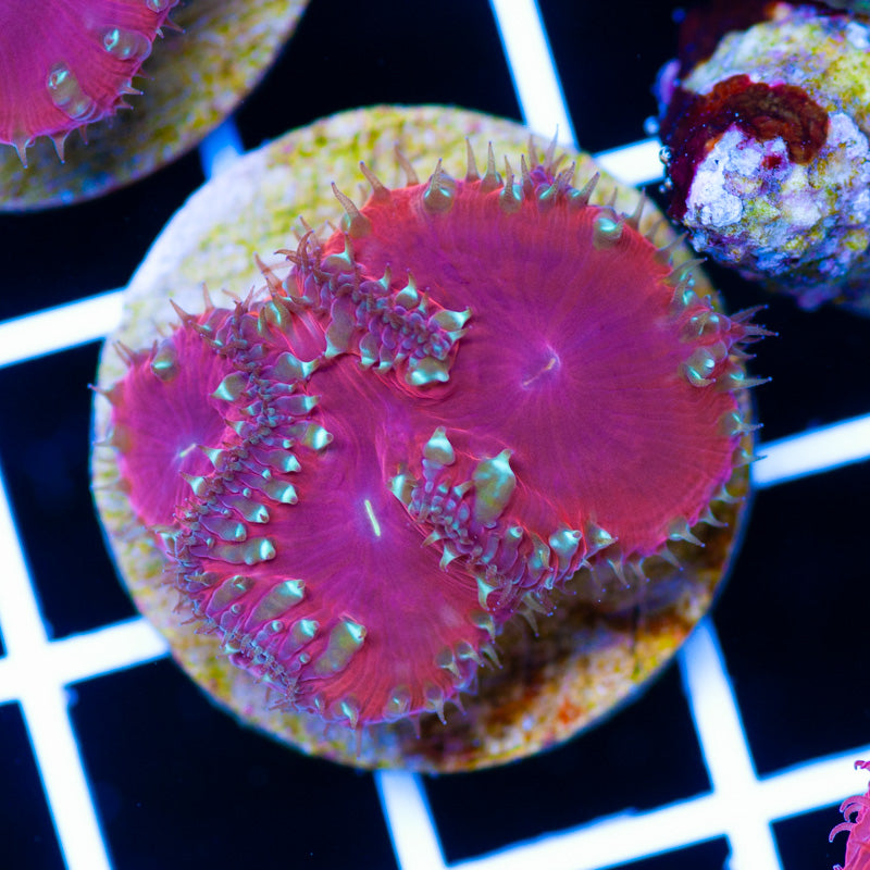 Shadow Flame Blastomussa
