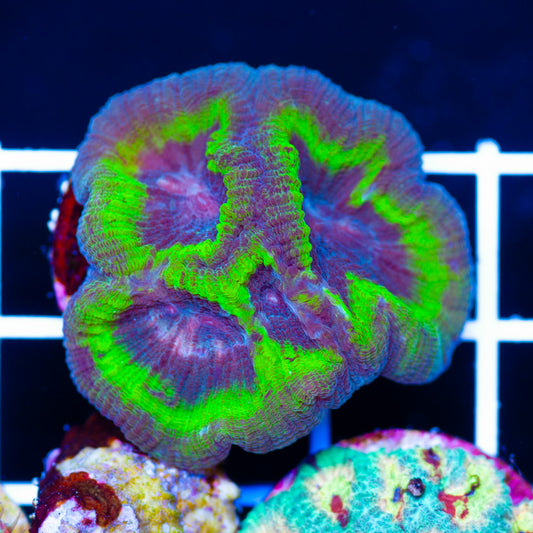Aurora Favia