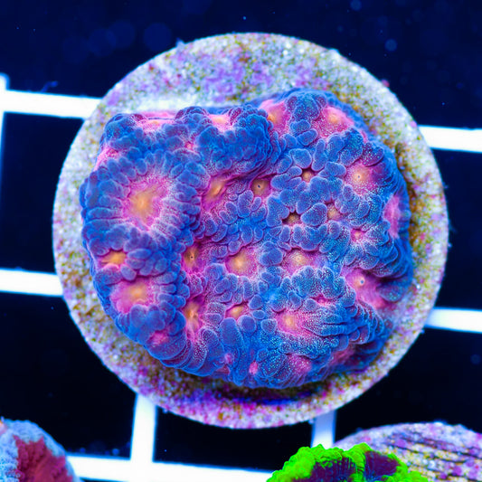 CC Space Cakes Favia