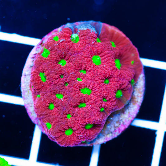 Red War Coral