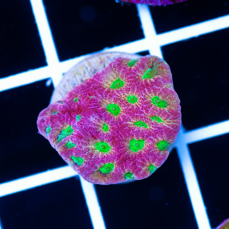 JF Dayglo Favia