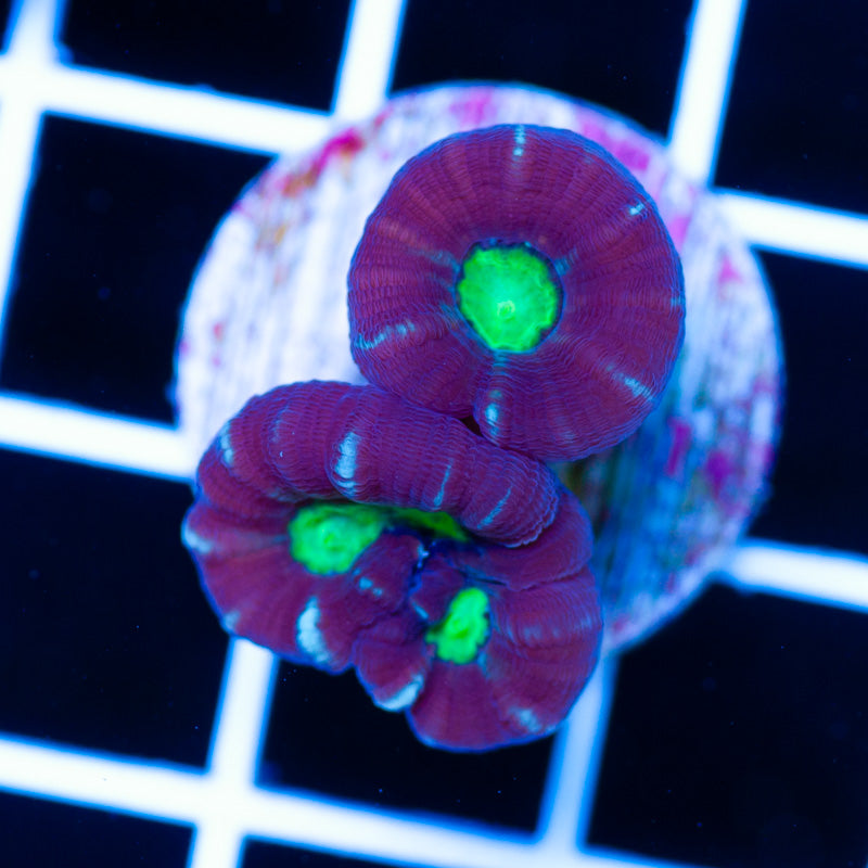 Alieneye Candy Cane