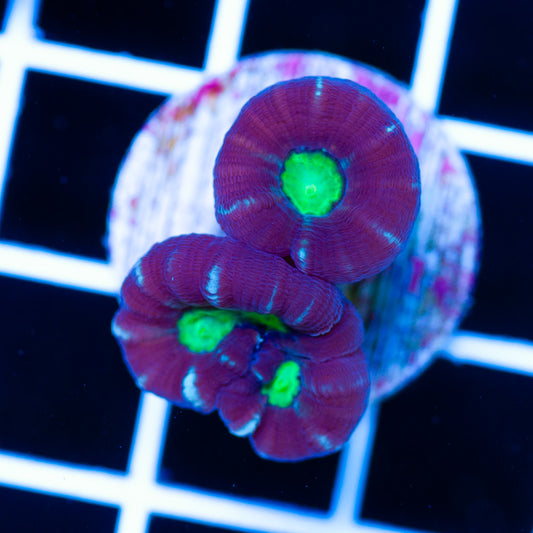 Alieneye Candy Cane