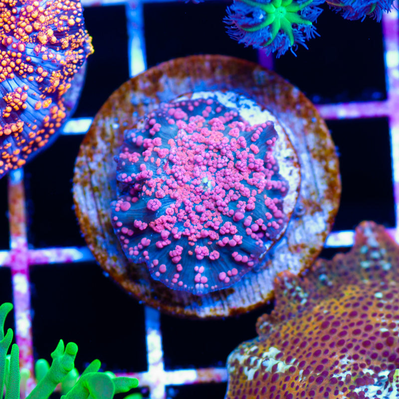 CC Pink Interstellar Mushroom