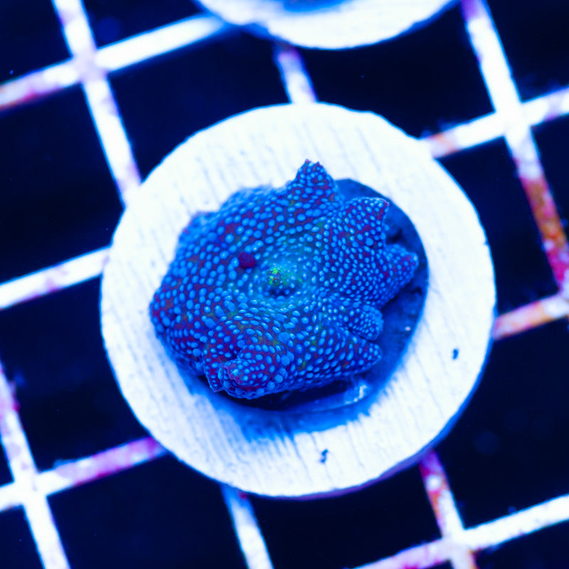 Blue Dot Discosoma Mushroom