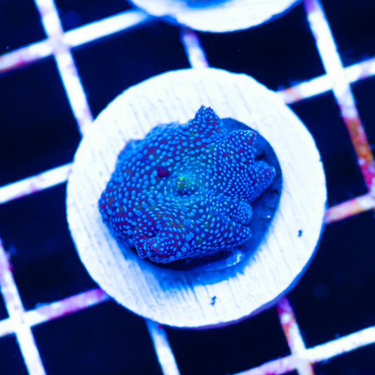 Blue Dot Discosoma Mushroom