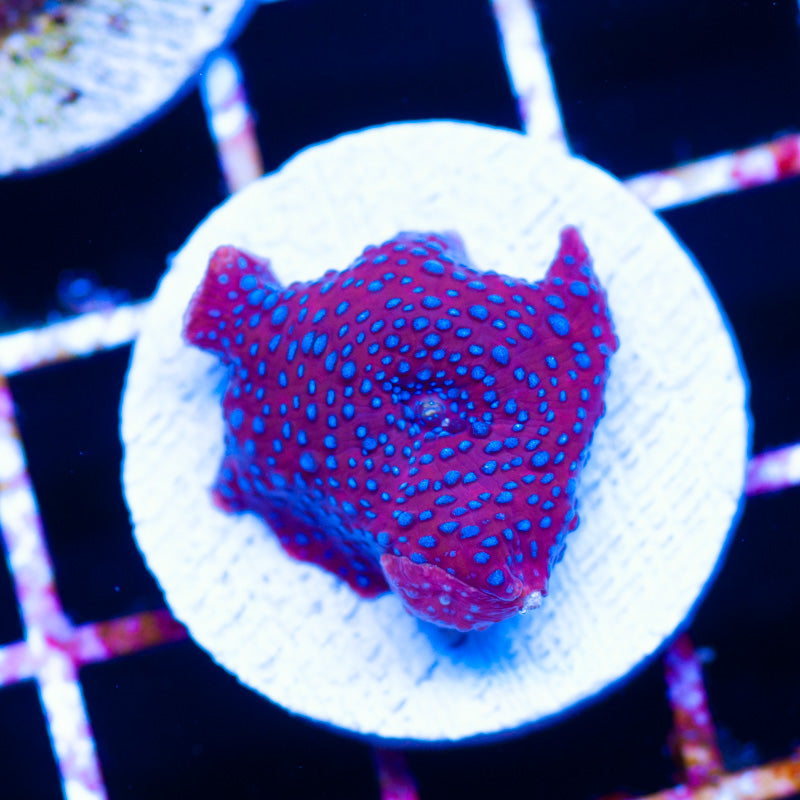 Blueberry Dot Discosoma Mushroom