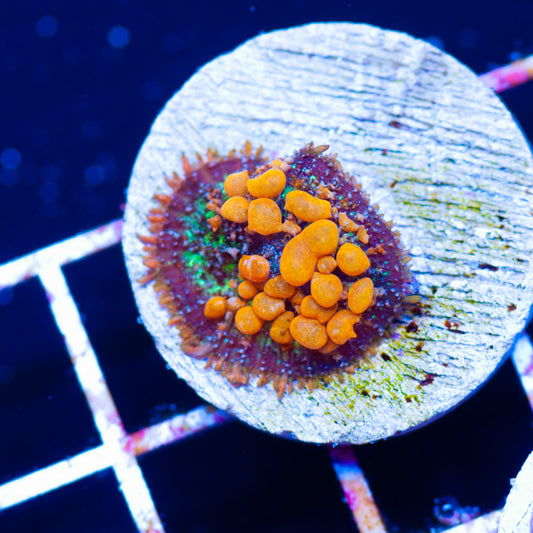 Sunkist Bounce Mushroom