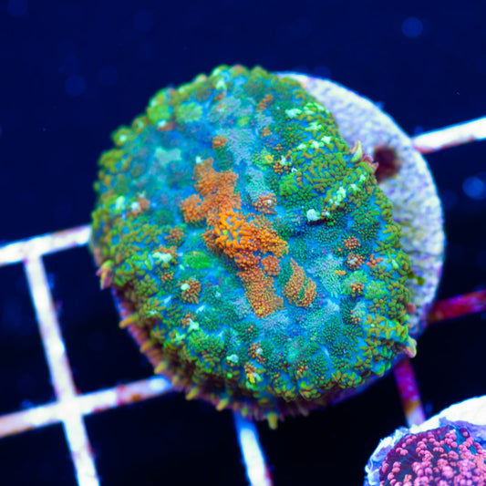 Master Mosaic Mushroom