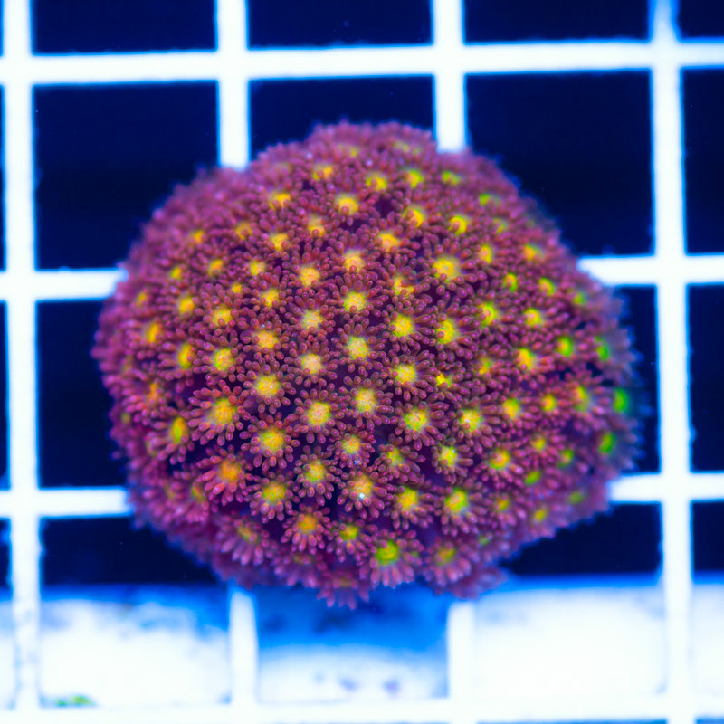 WWC Captain Crunch Goniopora/Bernardapora