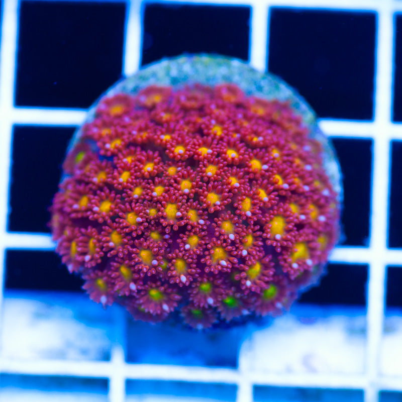 WWC Fruit Loops Goniopora/Bernardapora
