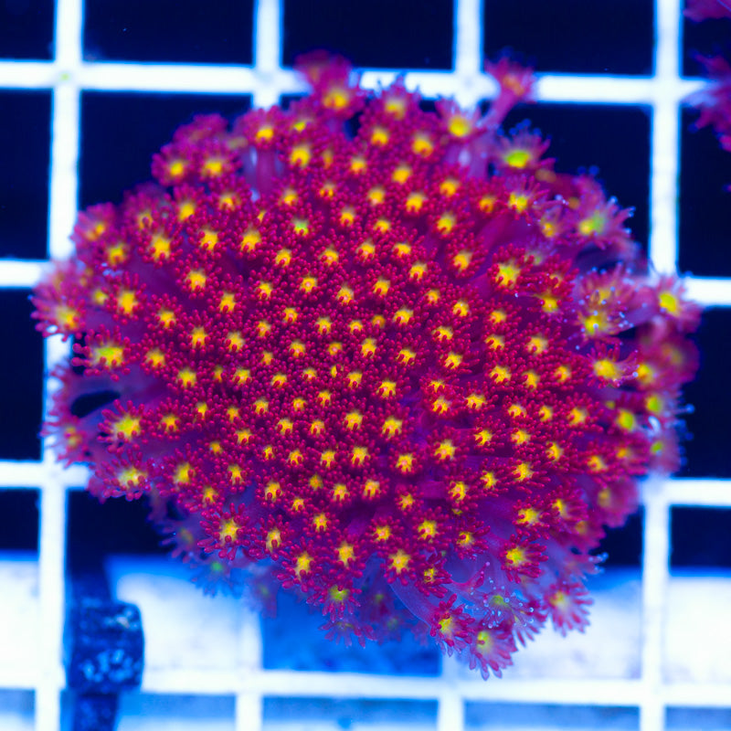 JF Kaleidoscope Goniopora/Bernardapora