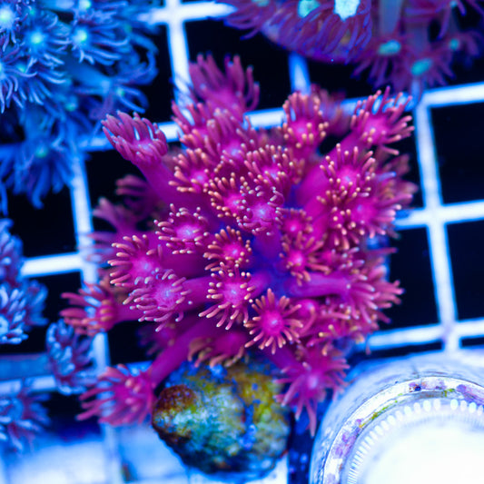 Hellfire Goniopora