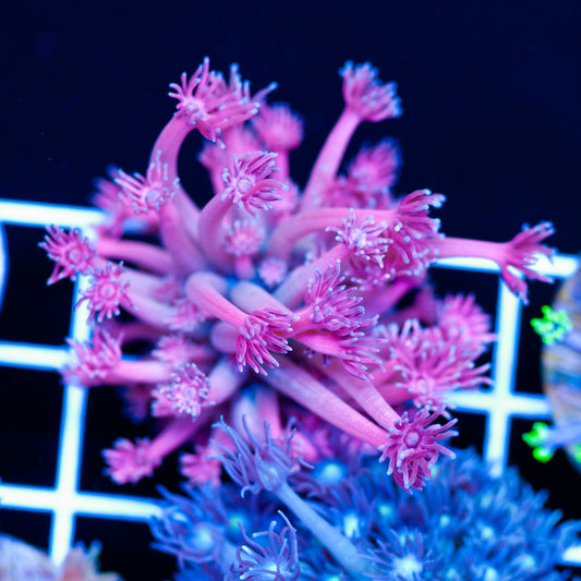 CC Pink Panther Goniopora