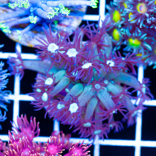 CC Icebreaker Goniopora
