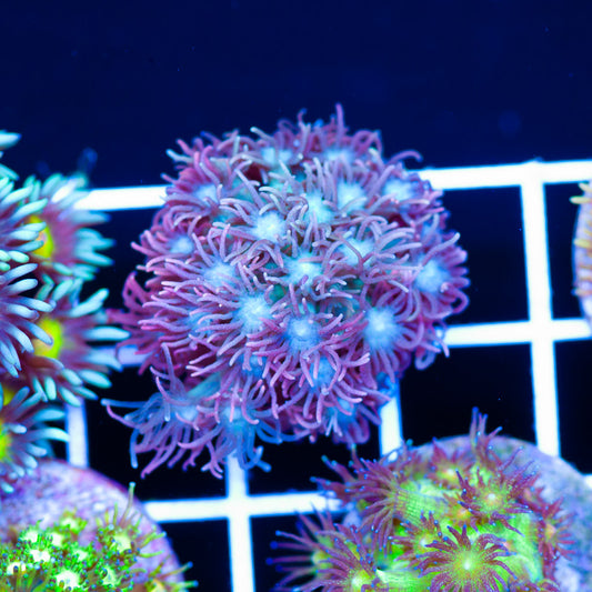 BCR Hallucination Goniopora