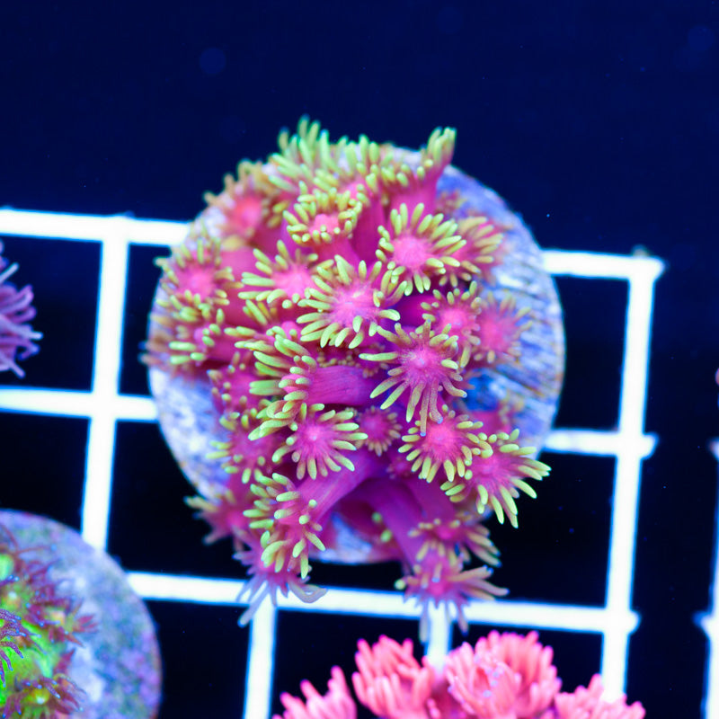 CC Solar Glare Goniopora