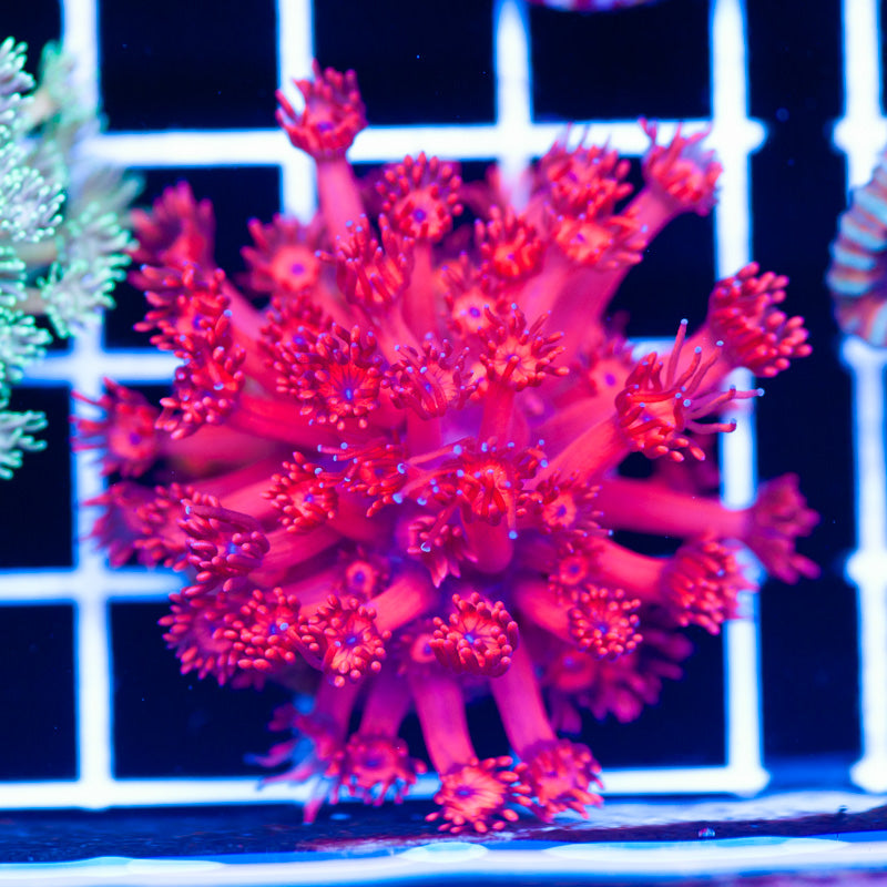 ORA Ultra Red Goniopora
