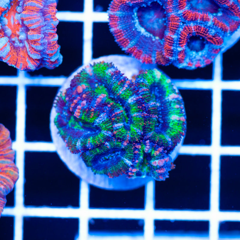 I am a Cool Acan #1