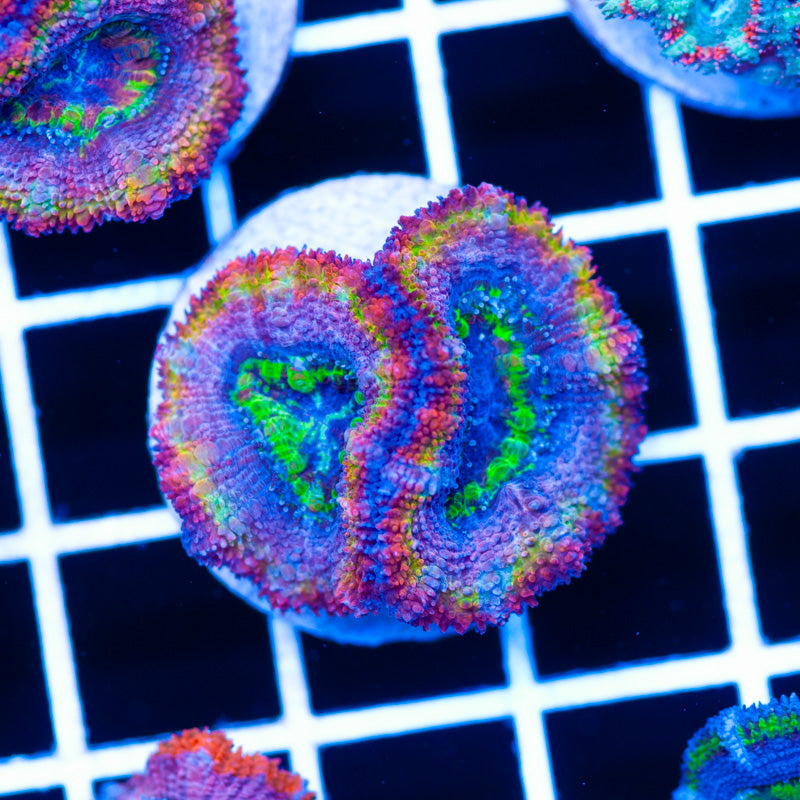 Real F'ing Rainbow Acan #2